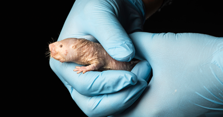 Aging Biology - Intro image 1